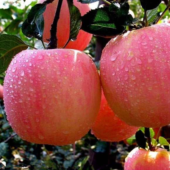 Fresh yammy-Apple